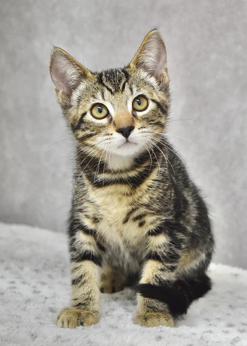 A baby medium-sized male Tabby (Brown / Chocolate) Domestic Short Hair cat named Johnny for adoption in Dublin, CA