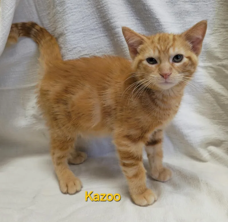 A baby medium-sized male Domestic Short Hair cat named Kazoo for adoption in Cedar Rapids, IA