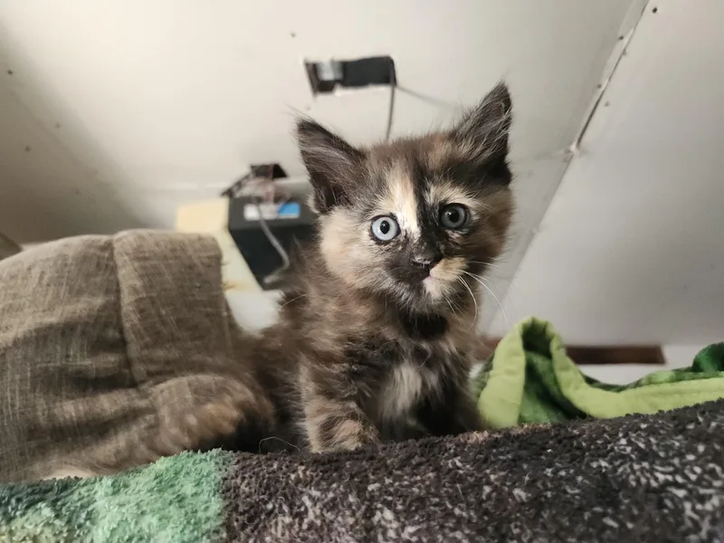 A baby small-sized female Domestic Short Hair cat named Tessa for adoption in Long Beach, CA
