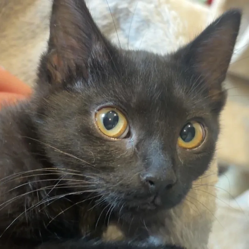 A baby small-sized female Black Domestic Short Hair cat named Batgirl for adoption in Saint Charles, MO