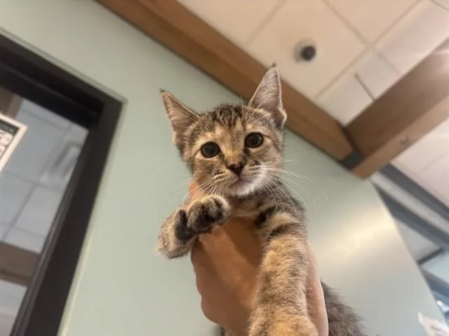 A baby small-sized female Domestic Short Hair cat named Abby for adoption in Garland, TX