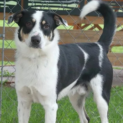 An adult medium-sized male Border Collie dog named Brody for adoption in Rapid City, SD