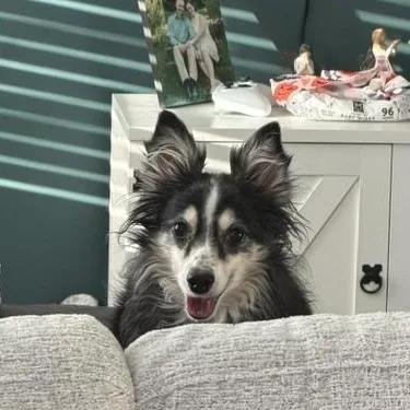 A senior small-sized female Tricolor (Brown, Black, & White) Shetland Sheepdog / Sheltie dog named Lula for adoption in Richland, MI