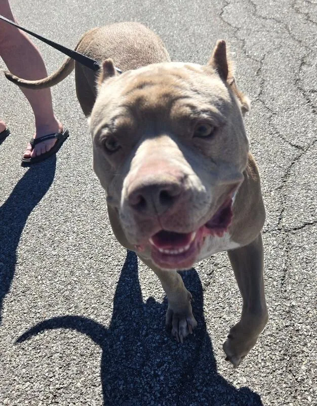 An adult large-sized female Mixed Breed dog named Charlotte for adoption in Rochester, NY
