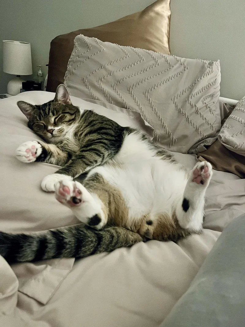 An adult large-sized male Domestic Short Hair cat named Hopper for adoption in Columbus, OH
