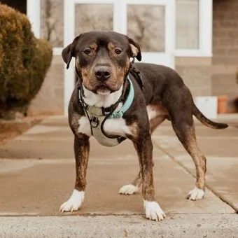 An adult medium-sized male American Bully dog named Stewart for adoption in Redmond, OR