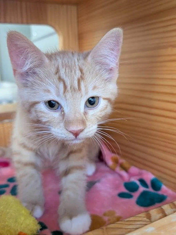A baby small-sized male Domestic Short Hair cat named Cameron for adoption in Monterey, CA