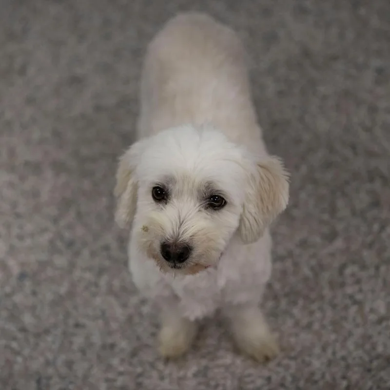 An adult small-sized female Coton de Tulear dog named Diamond for adoption in Peyton, CO