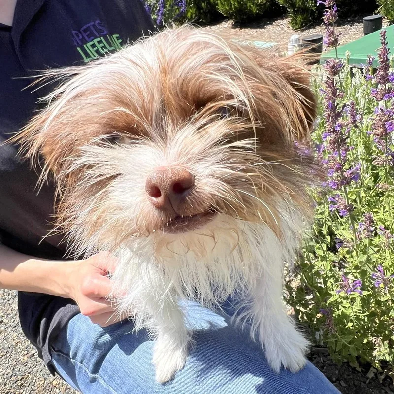 A young small-sized male White / Cream Tibetan Terrier dog named Jester for adoption in Sonoma, CA