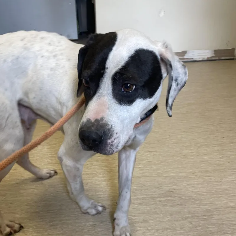 An adult medium-sized female White / Cream Mixed Breed dog named Belladonna for adoption in Red House, WV
