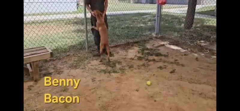A young medium-sized male Yellow / Tan / Blond / Fawn Shepherd dog named Benny for adoption in Boise, ID