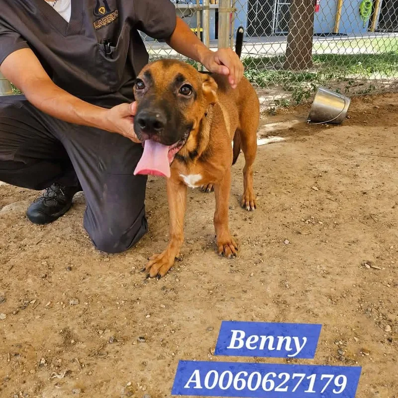 Benny thumbnail 2