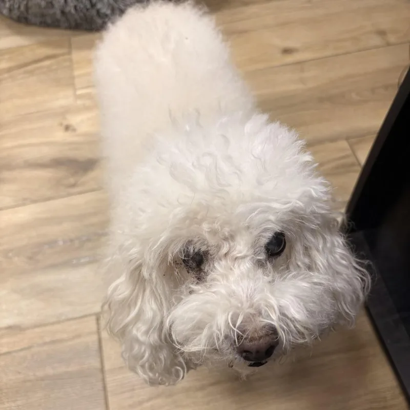A senior small-sized male White / Cream Maltese dog named Jordan for adoption in Newark, NJ