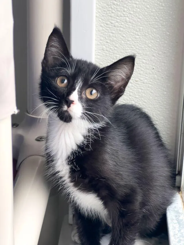 A baby small-sized female Black & White / Tuxedo Domestic Short Hair cat named Norma Jean for adoption in Myakka City, FL