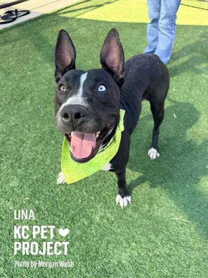An adult large-sized female Black Pit Bull Terrier dog named Una for adoption in Kansas City, MO