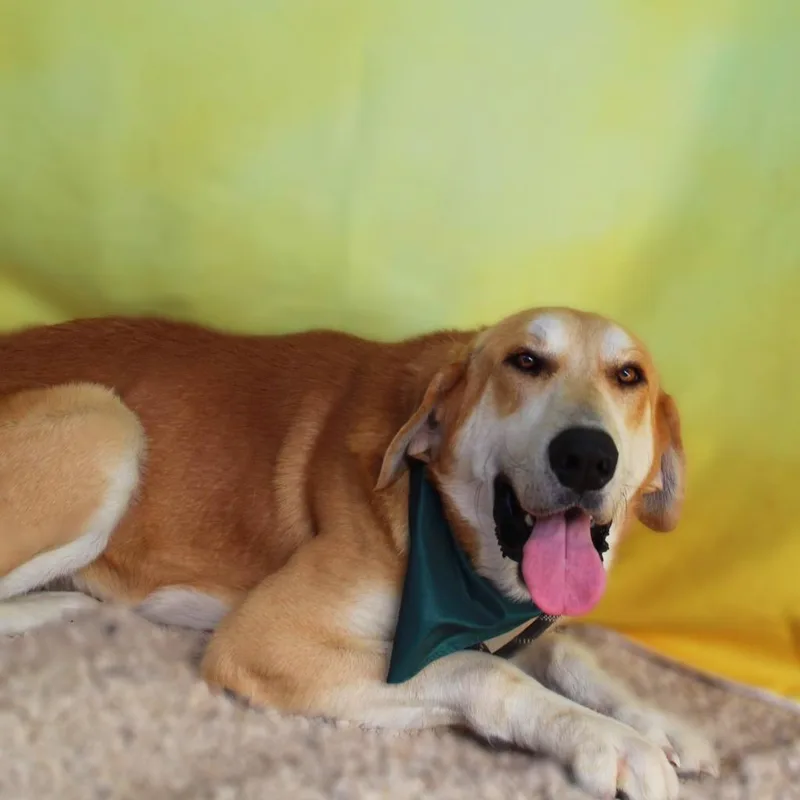 Flap Jack Jum thumbnail 2