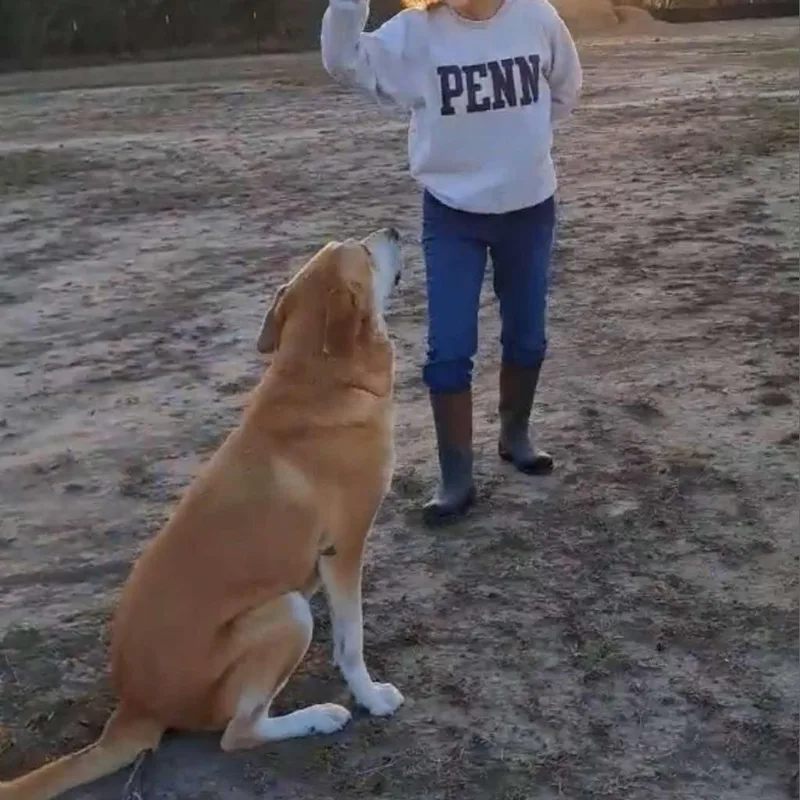 Flap Jack Jum thumbnail 3