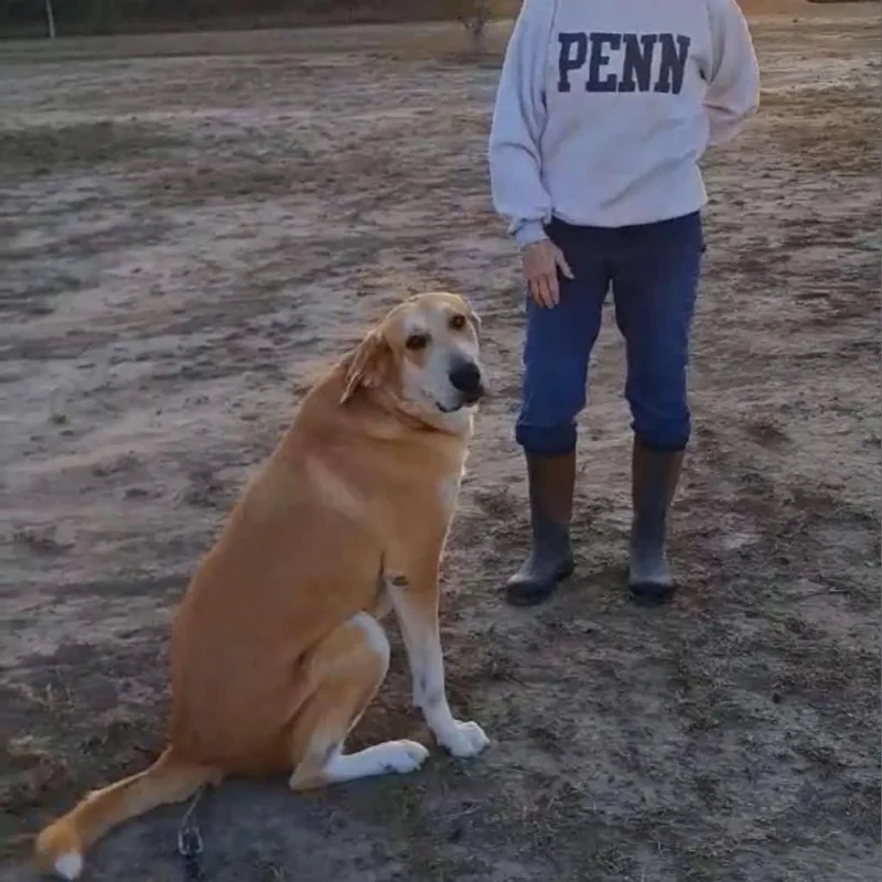 Flap Jack Jum thumbnail 4