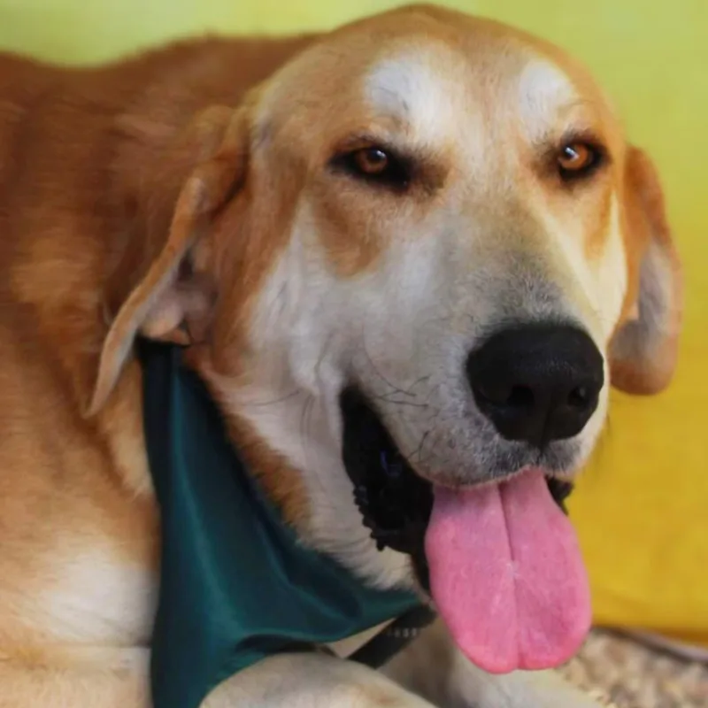 Flap Jack Jum thumbnail 5