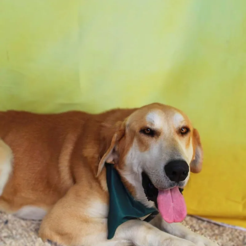 Flap Jack Jum thumbnail 6