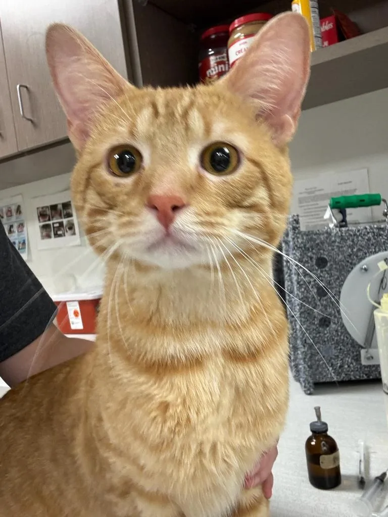 A young large-sized male Domestic Short Hair cat named Tigger for adoption in Greenfield, IN