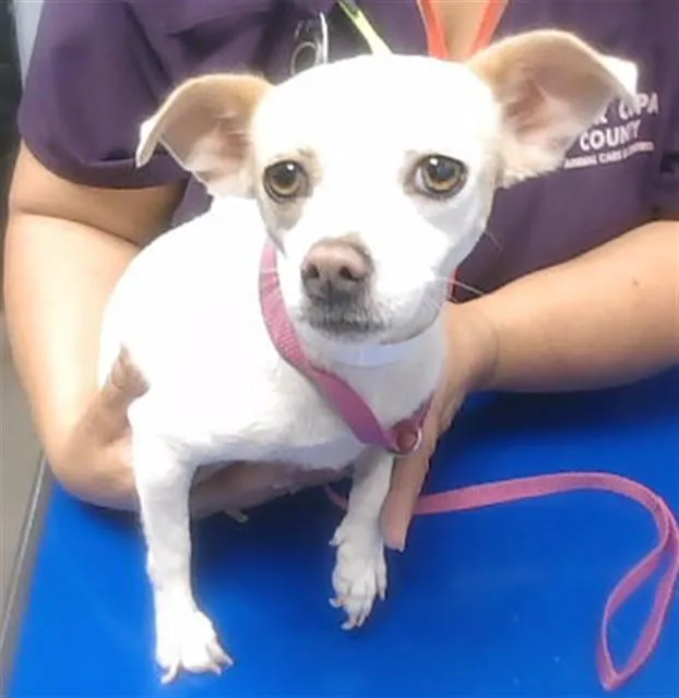 An adult small-sized female Chihuahua dog named Flower for adoption in Phoenix, AZ