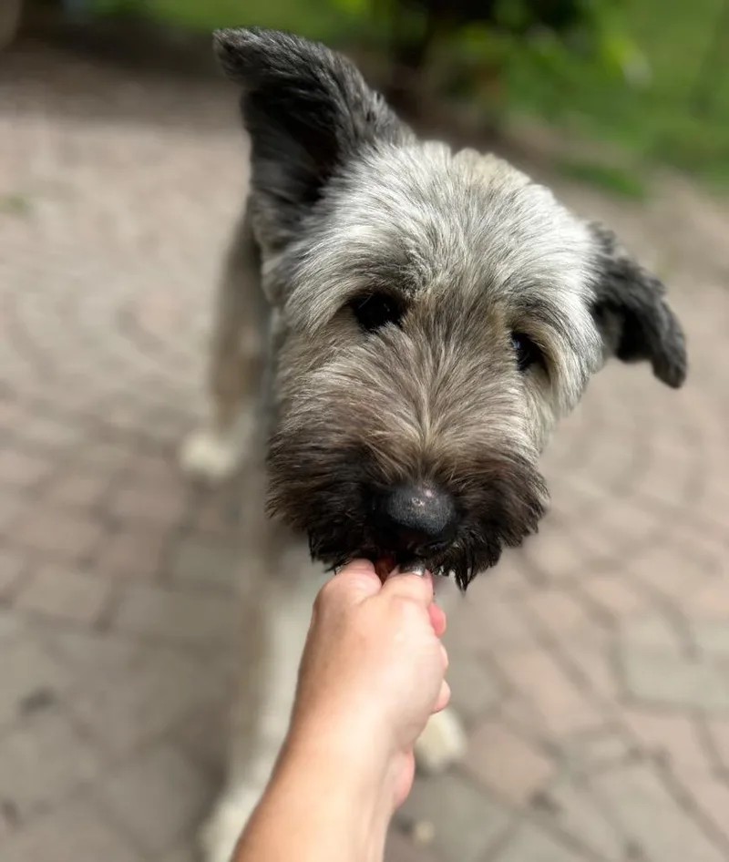 An adult medium-sized female Briard dog named Zaylee for adoption in West Bloomfield, MI