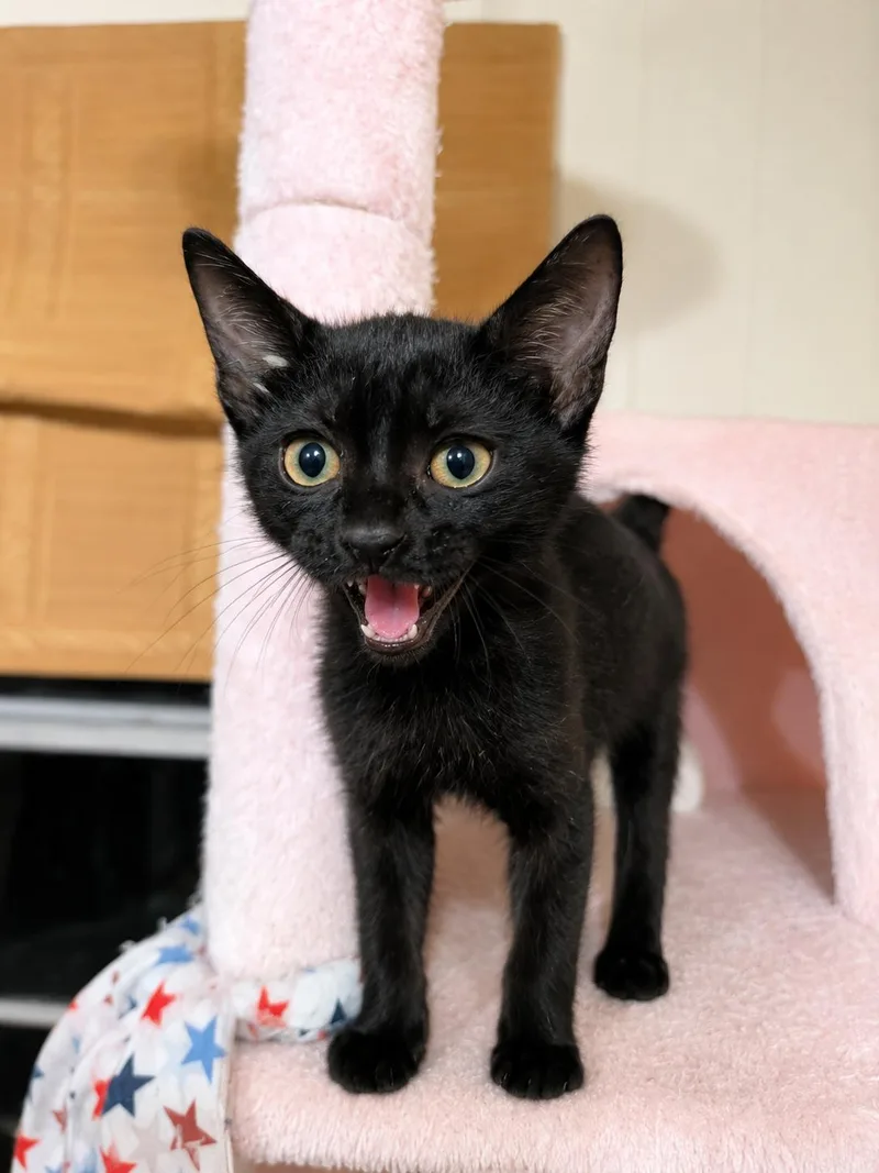 A baby small-sized male Black Domestic Short Hair cat named Harvey for adoption in Mabank, TX