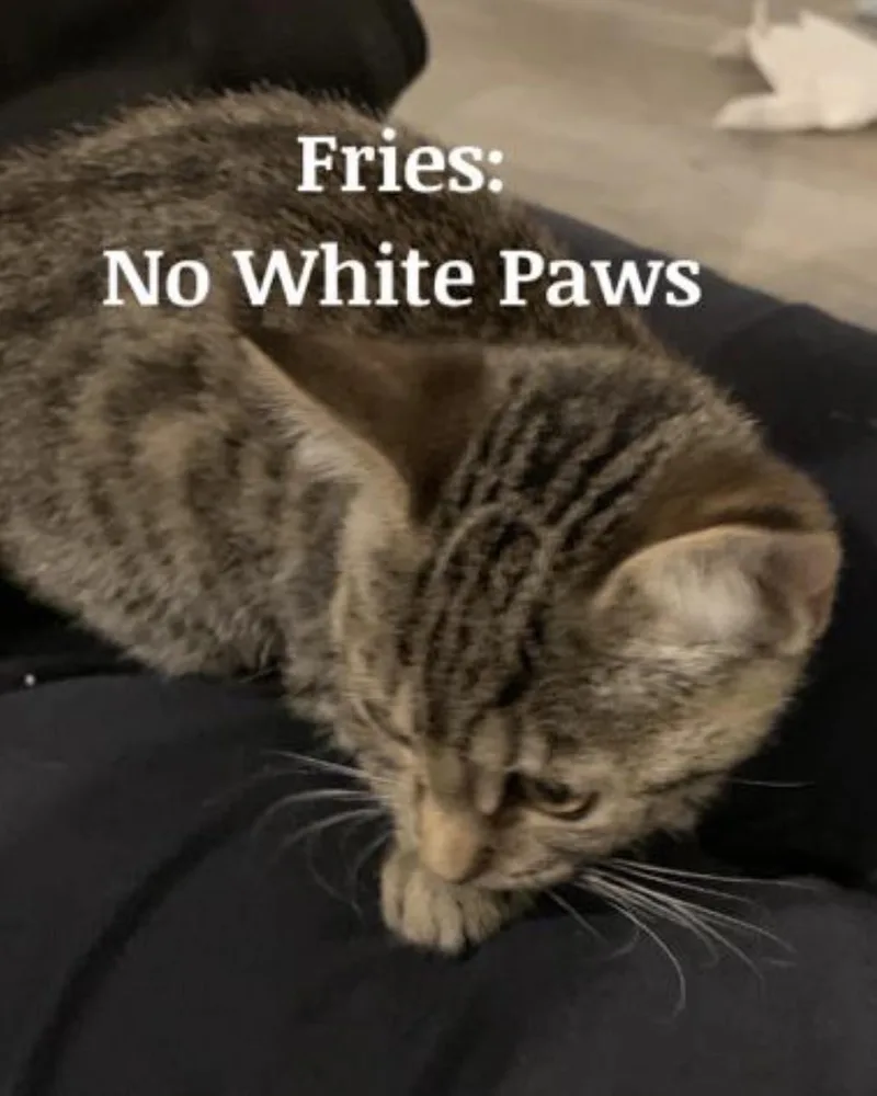 A young medium-sized female Domestic Short Hair cat named Fries for adoption in Spring Lake, NJ