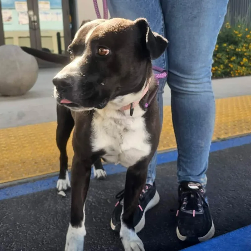 An adult medium-sized male Black Mixed Breed dog named Dooders for adoption in San Francisco, CA