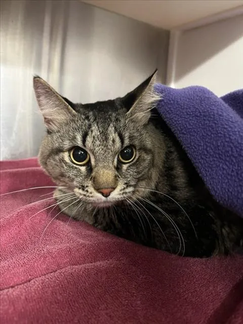 An adult small-sized male Brown / Chocolate Domestic Medium Hair cat named Guz Guz for adoption in Woodland, CA