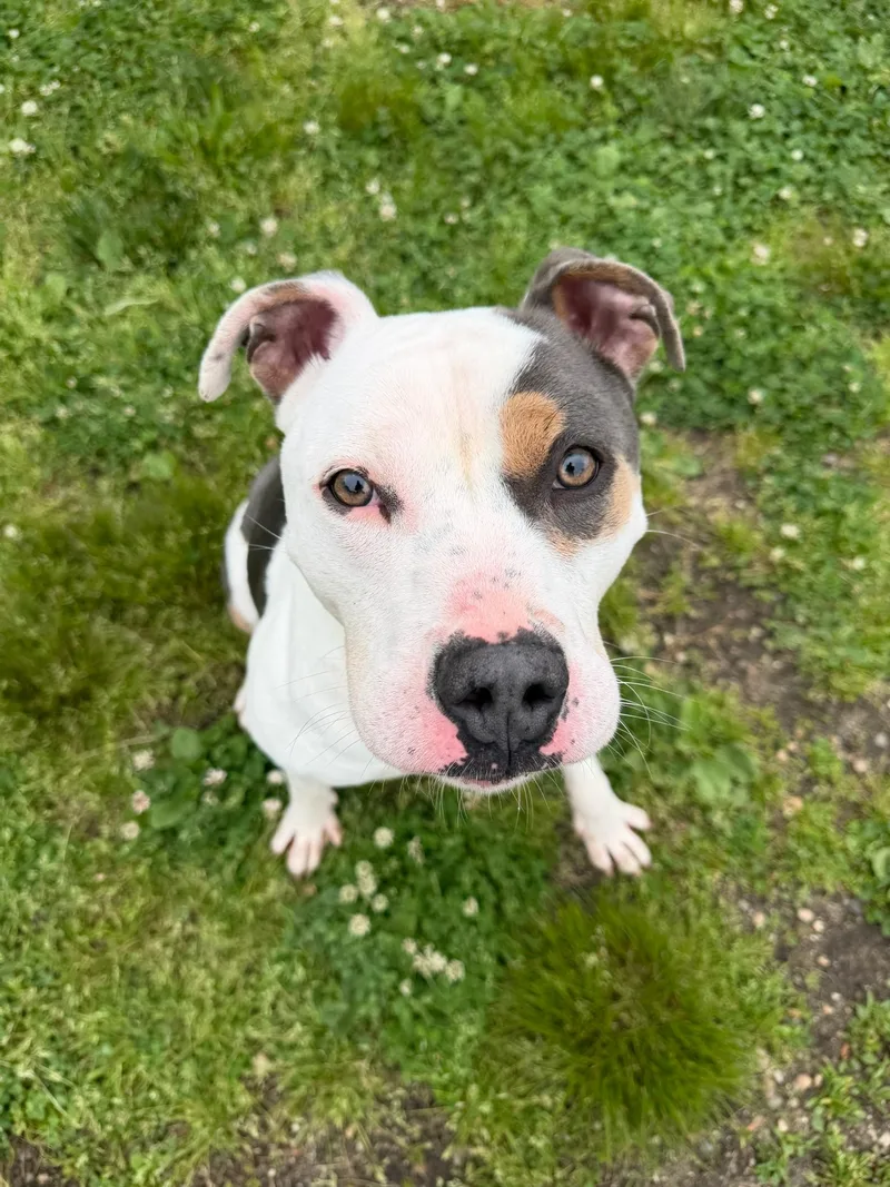 A young large-sized male White / Cream Pit Bull Terrier dog named Benny Tag for adoption in Central Islip, NY