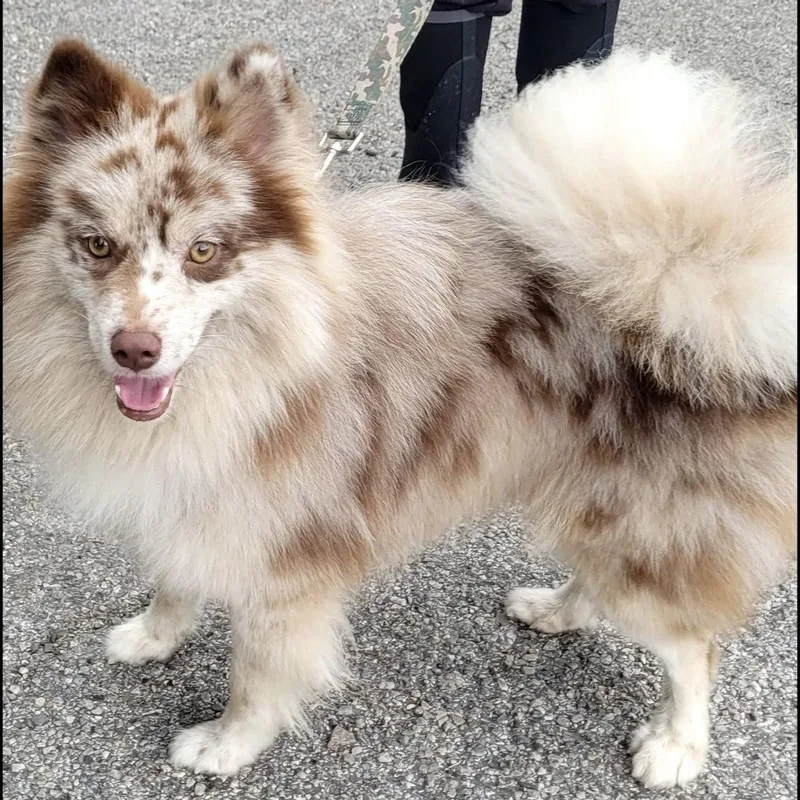 A young small-sized male Pomeranian dog named Buddy for adoption in Garland, TX