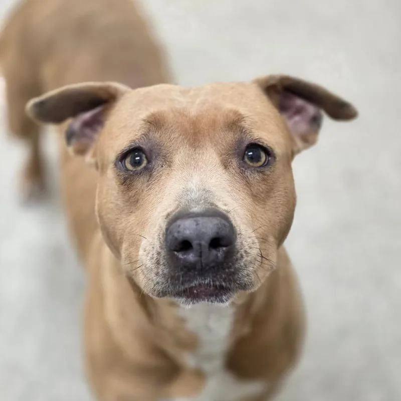 An adult medium-sized female Yellow / Tan / Blond / Fawn Pit Bull Terrier dog named Hackberry for adoption in Chatham, VA