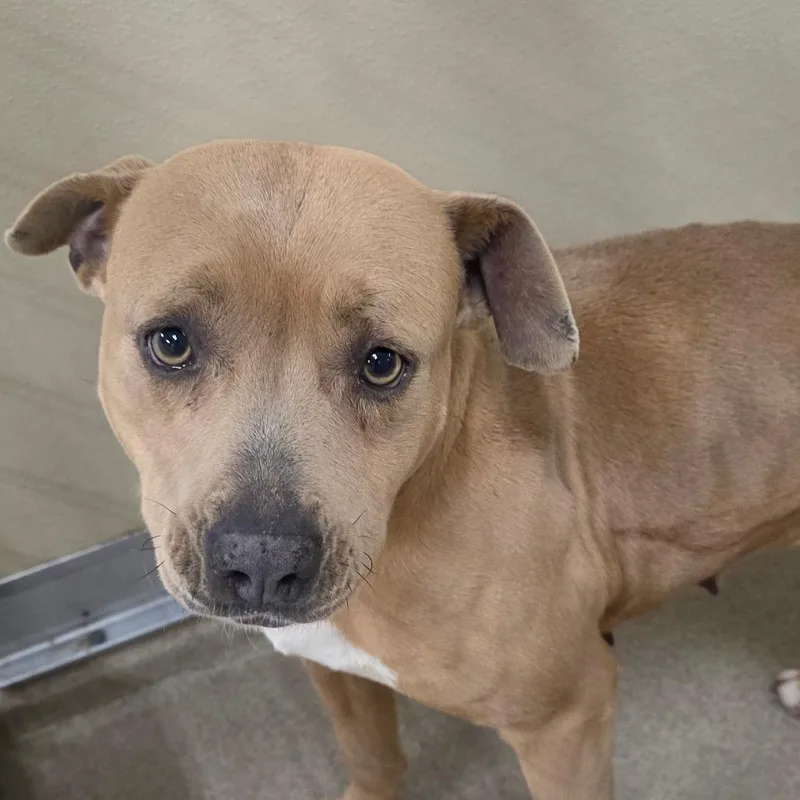 Hackberry thumbnail 2