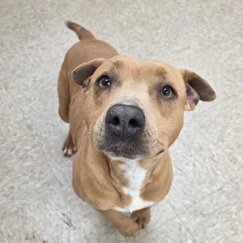 Hackberry thumbnail 3