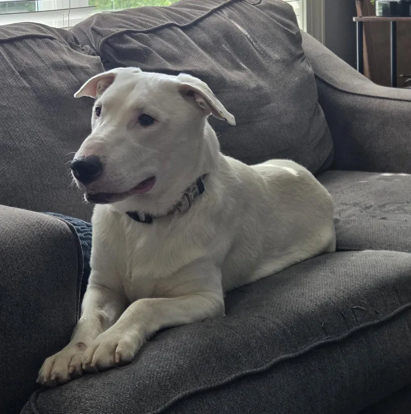 An adult large-sized male Bull Terrier dog named Buster for adoption in Brooklyn Center, MN