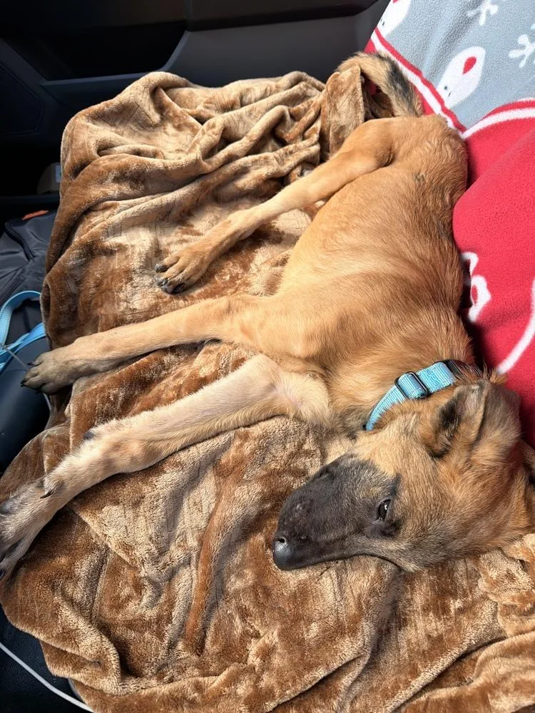 A baby medium-sized male Tricolor (Brown, Black, & White) Belgian Shepherd / Malinois dog named Crouton Located in for adoption in Imlay City, MI