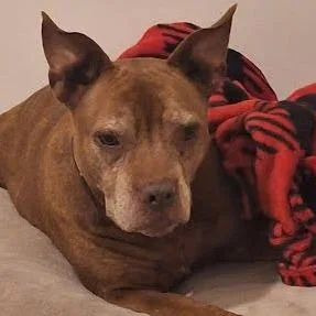 A senior medium-sized female Brown / Chocolate Mixed Breed dog named Lady for adoption in Jacksonville, FL