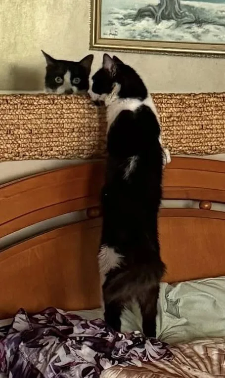 A young medium-sized male Black & White / Tuxedo Domestic Short Hair cat named Olly for adoption in Dresher, PA