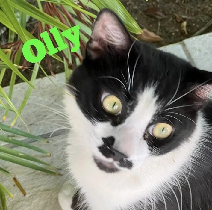 Olly thumbnail 5