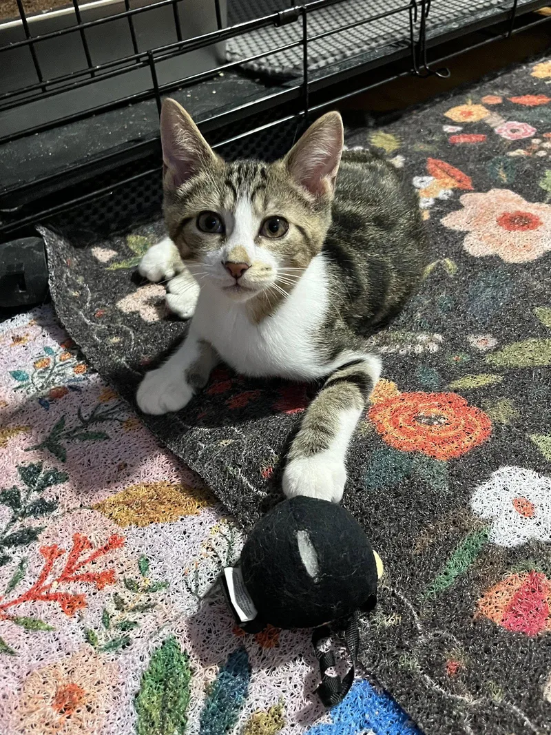 A baby medium-sized male Domestic Short Hair cat named Linus for adoption in Rootstown, OH