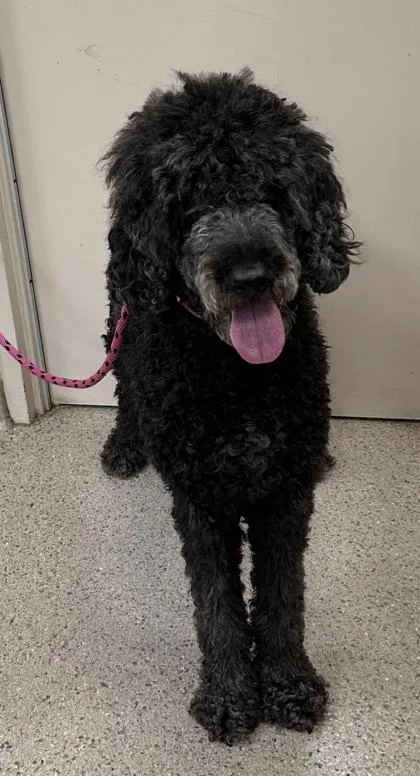 An adult large-sized female Standard Poodle dog named Noir for adoption in Fishers, IN