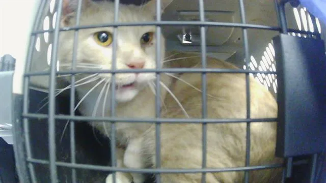 An adult large-sized male American Shorthair cat named Tuttut for adoption in Charlotte, NC