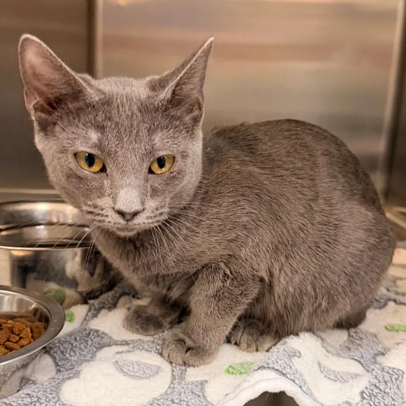 A young small-sized female Gray / Blue / Silver Domestic Medium Hair cat named Curl Crest for adoption in Indianapolis, IN