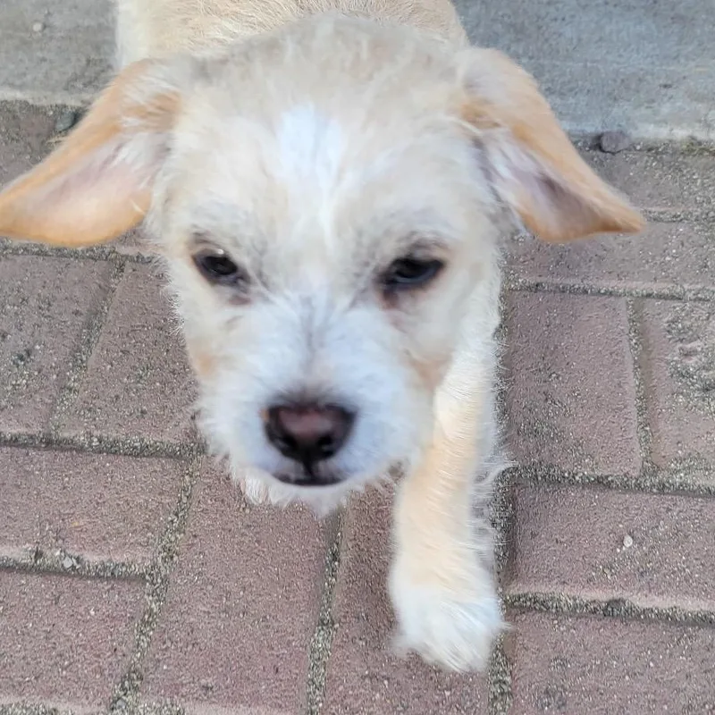 A baby small-sized male Yellow / Tan / Blond / Fawn Terrier dog named Brownie for adoption in Spokane, WA