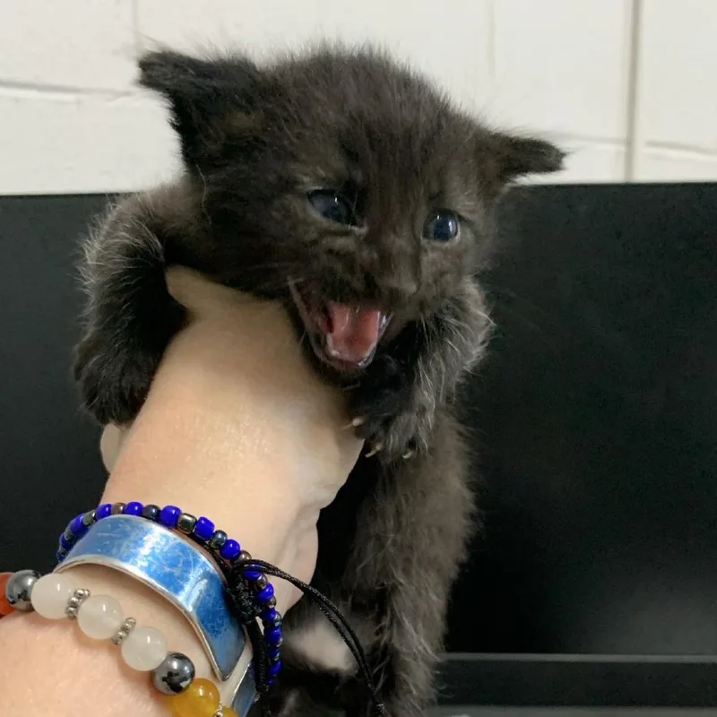 A baby small-sized male Black Domestic Short Hair cat named Dill for adoption in Buchanan Dam, TX