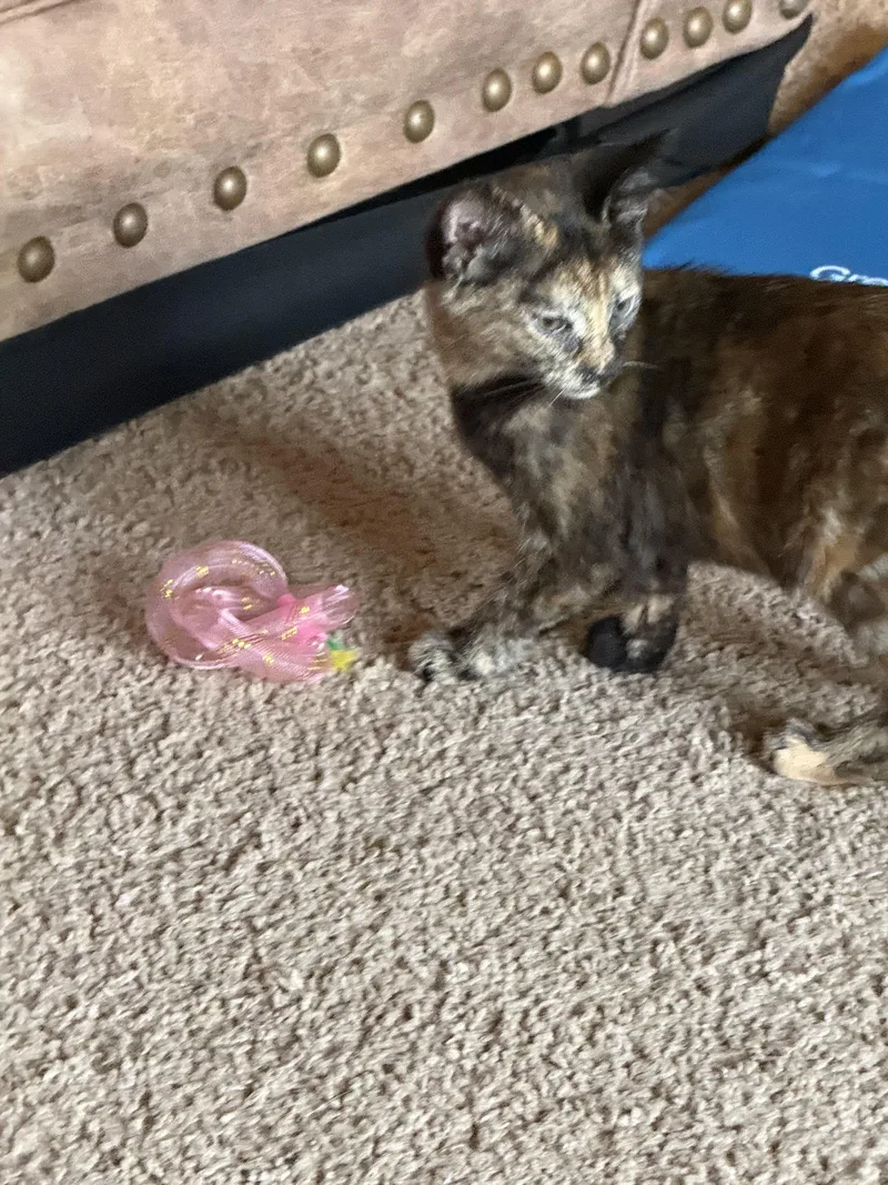 A baby small-sized female Domestic Short Hair cat named Tortellini for adoption in Randolph, AL