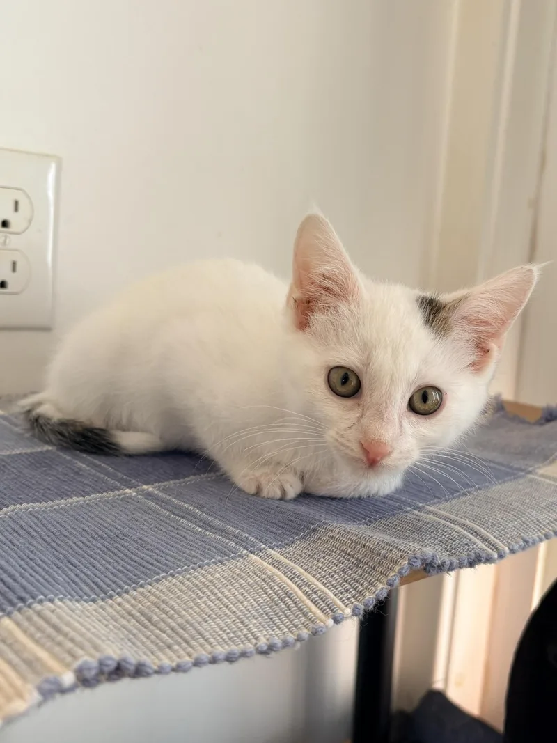 A baby small-sized male Domestic Short Hair cat named Superman for adoption in Kalamazoo, MI