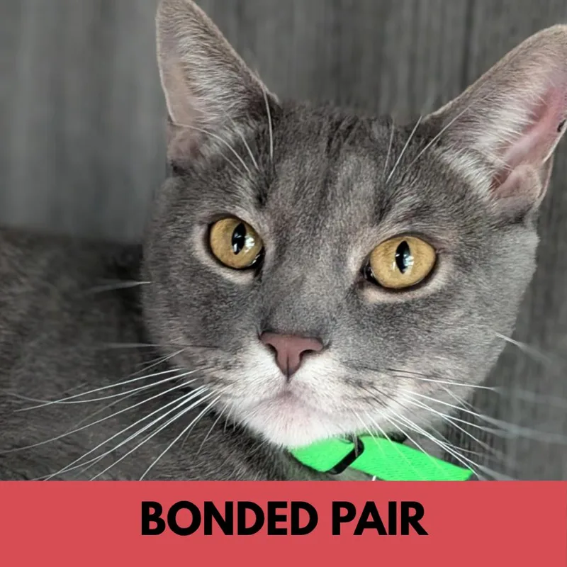 An adult large-sized male Gray / Blue / Silver Domestic Short Hair cat named Joey for adoption in Lakewood, CO